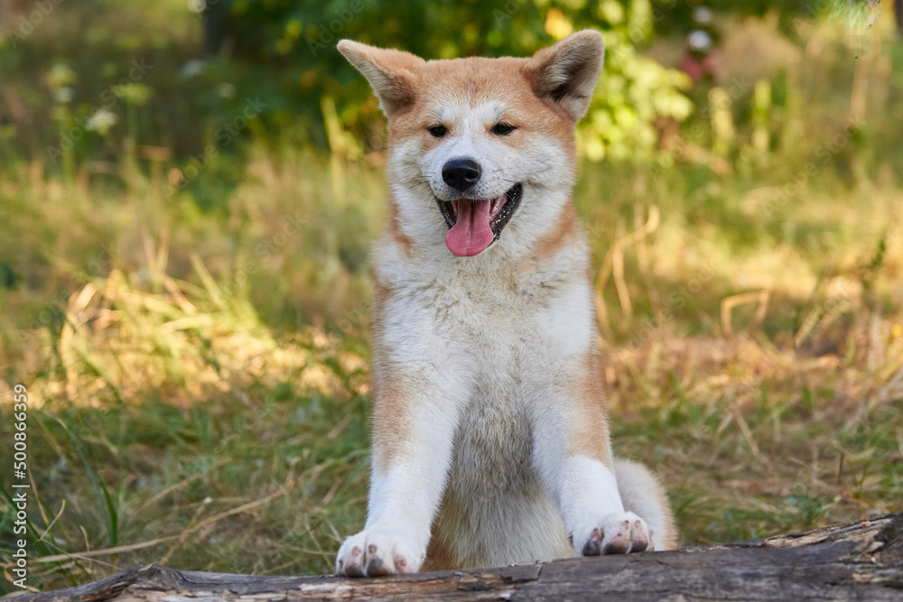 portrait of a dog breed Akita inu, vertical photo