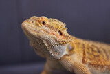 Bearded dragon lizard, close-up portrait of a lizard