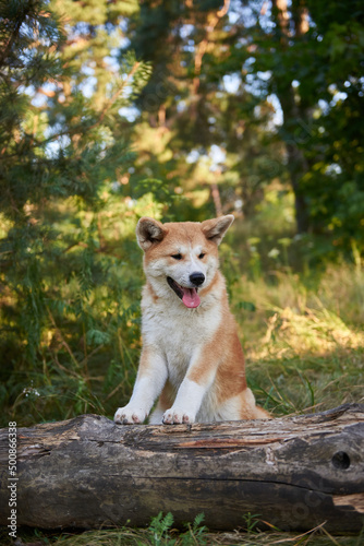Akita puppy close-up, vertical photo