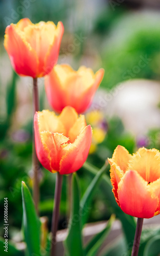 Glade of red tulips. Flowers in the park on a flower bed. Natural background and texture.