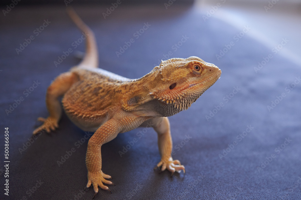 Fototapeta premium bearded dragon lizard morph normal bright color