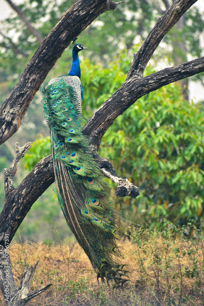 Fototapeta premium Peacock in the wild