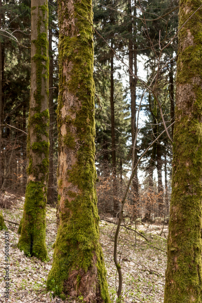 Trees in the forest covered with moss on the trunk Trees in the forest covered with moss on the trunk