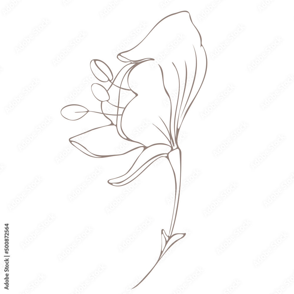 Botanical illustration. Aconitum line art Botanical illustration. Aconitum line art