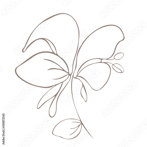 Botanical illustration. Aconitum line art