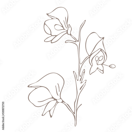 Botanical illustration. Aconitum line art
