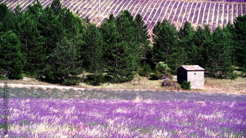 Provence landscape with blooming lavender fields. Sault region, Vaucluse nature, Plateau d'Albion in France. photo