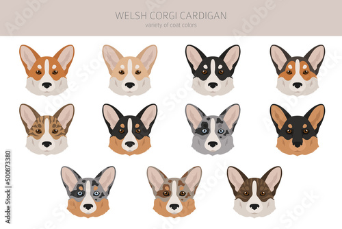 Welsh corgi cardigan clipart. Different poses, coat colors set