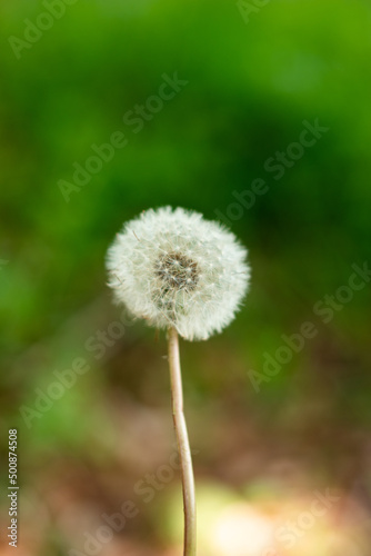 White dandelion flower stem  round ball of flying seeds  Close up shot  shallow depth of field  no people