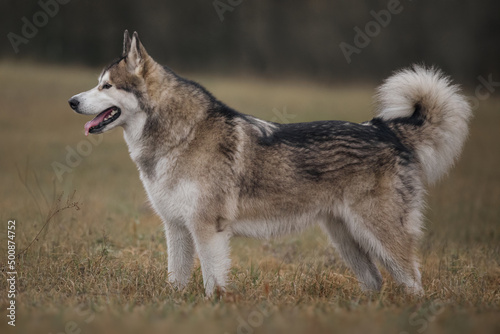 Alaskan malamute in autumn meadow