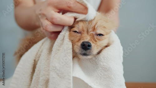 dog in the grooming salon after washing