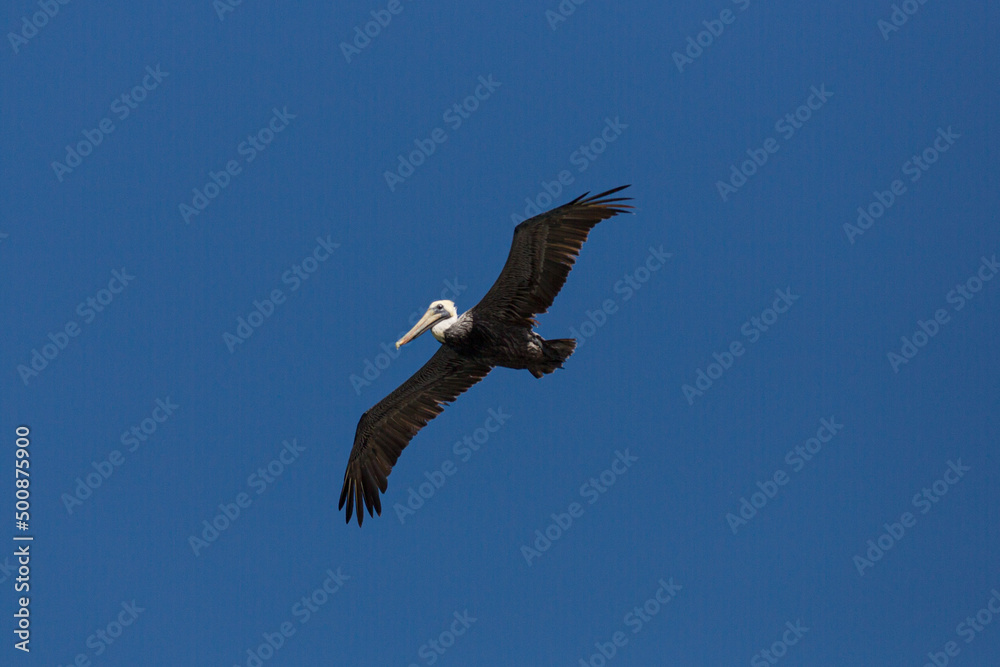 flying pelican at dark blue sky of Florida flying pelican at dark blue sky of Florida