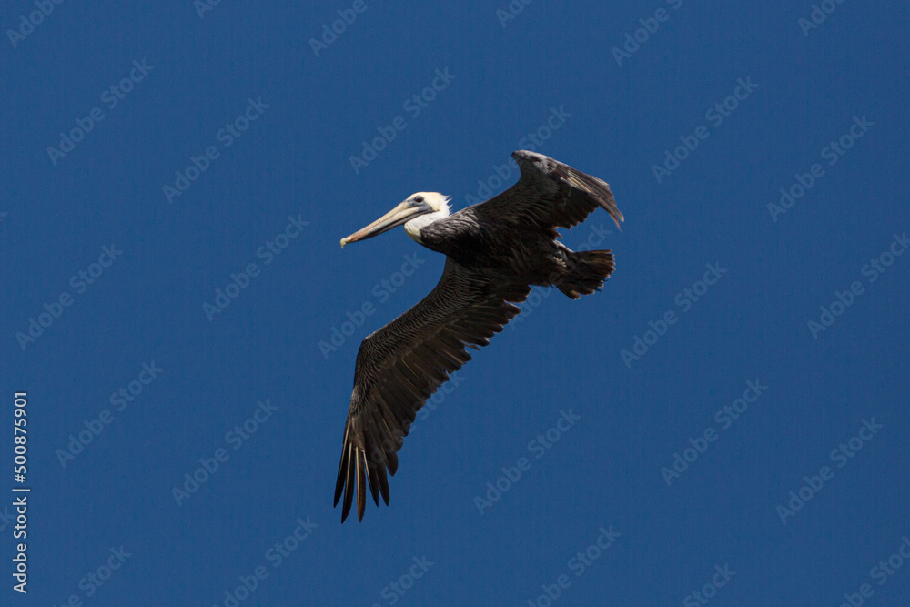 Obraz premium flying pelican at dark blue sky of Florida