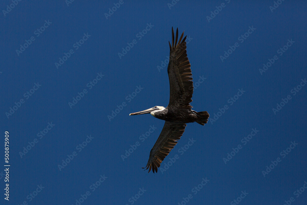 Obraz premium flying pelican at dark blue sky of Florida