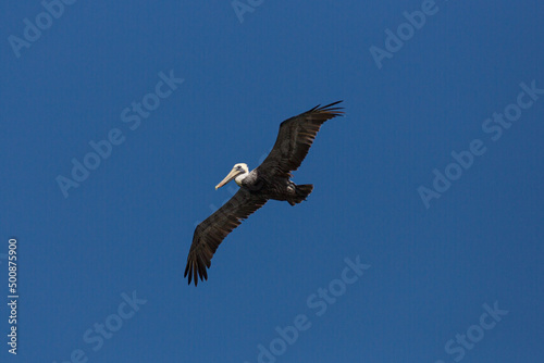 flying pelican at dark blue sky of Florida