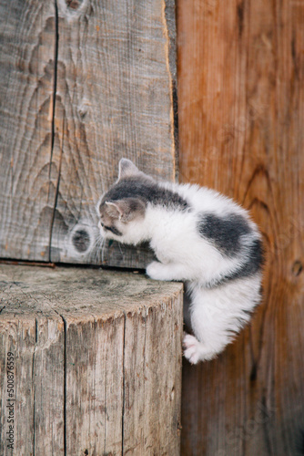 a white grey kitten is played on a dry wooden stump