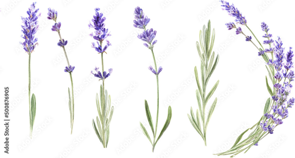 Obraz premium Lavender flowers, watercolor illustration, isolated white background