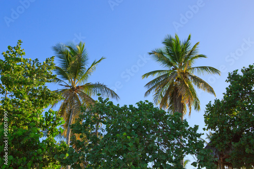 Palm trees and blue sky, tropical sunshine in the Caribbean.