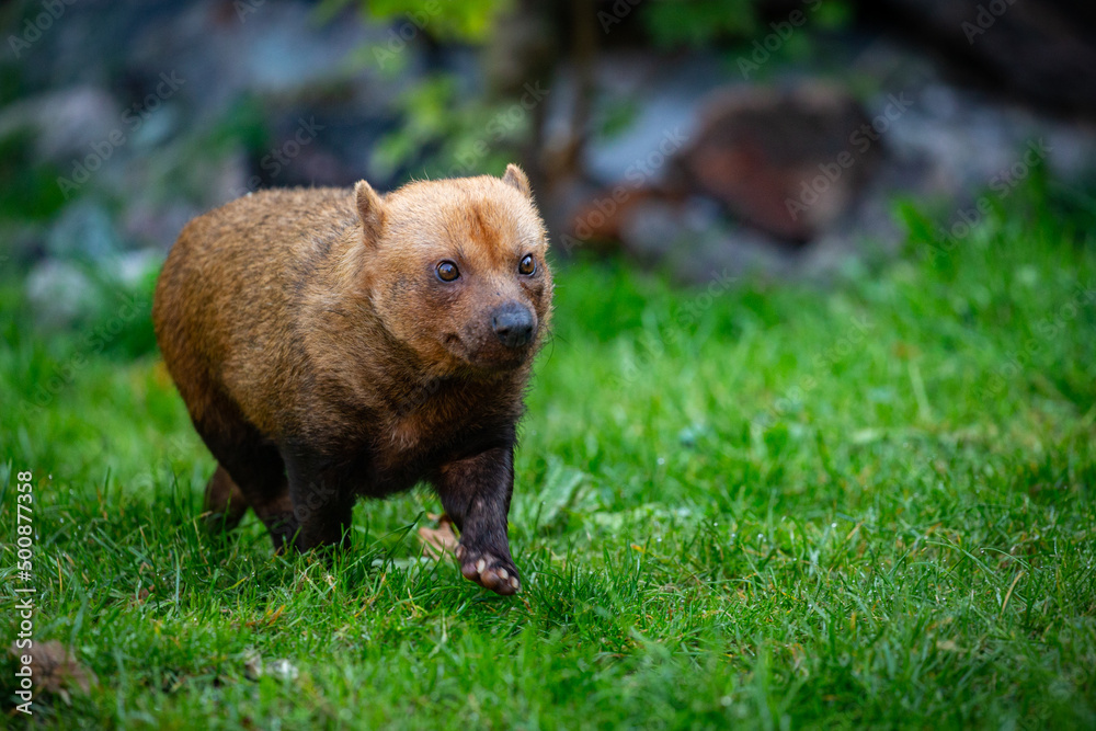 Fototapeta premium Brasilian bushdog in the nature looking habitat. Eyes to eyes with photographer. Endangered species. Amazing creatures.Speothos venaticus