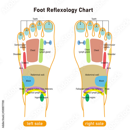 足の甲の反射区・足つぼ　図解イラスト(英語版)