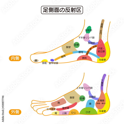 足側面の反射区・足つぼ　図解イラスト