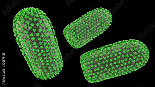Rabies viruses, 3D illustration photo
