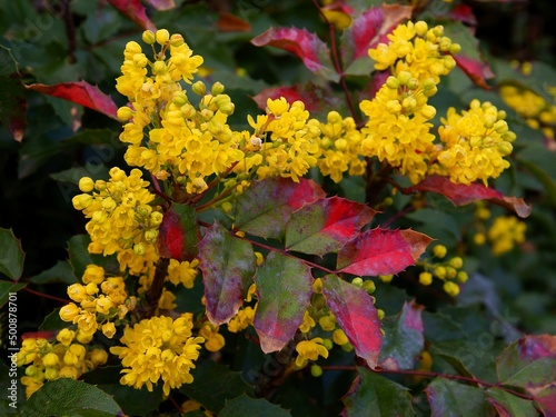 yellow flowers of mahonia - Oregon grape bush at spring photo