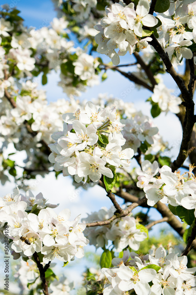Obraz premium blooming purple decorative apple tree. close up