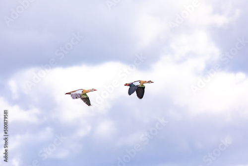 Two colored patterned ducks fly together