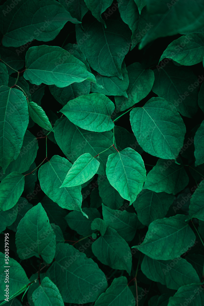green plant leaves in the nature in springtime green plant leaves in the nature in springtime