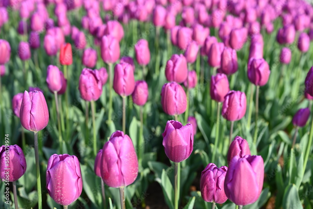  Super-cluster of rows of tulips of all hues and colors . These amazing spring blooms make for spectacular viewing, amongst the worlds greatest tulip collections. A true treat from nature.