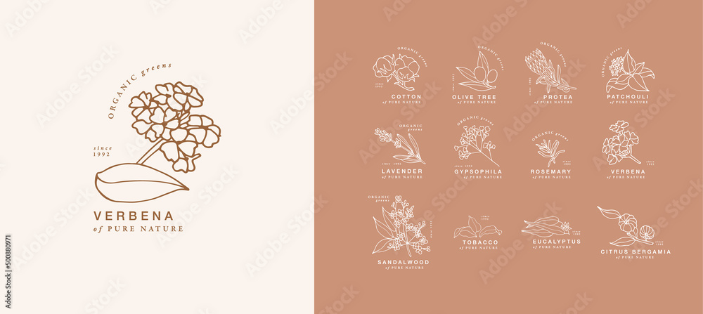 Vector hand drawing linear set of botanical icons and emblems. Design logos with typography for essential oils. Natural cosmetic products. Vector hand drawing linear set of botanical icons and emblems. Design logos with typography for essential oils. Natural cosmetic products.