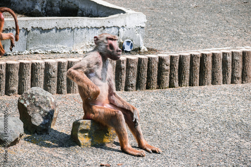 動物園のまるで人間のような猿、マントヒヒ