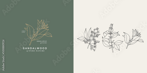 Vector illustration sandalwood branch - vintage engraved style. Logo composition in retro botanical style.