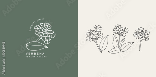 Vector illustration verbena branch - vintage engraved style. Logo composition in retro botanical style.