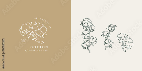 Vector illustration cotton branch - vintage engraved style. Logo composition in retro botanical style.