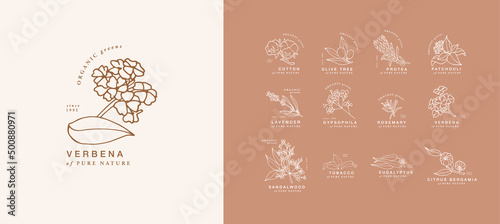 Vector hand drawing linear set of botanical icons and emblems. Design logos with typography for essential oils. Natural cosmetic products.