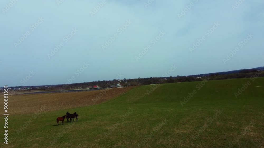 Field with horses in the distance village Field with horses in the distance village