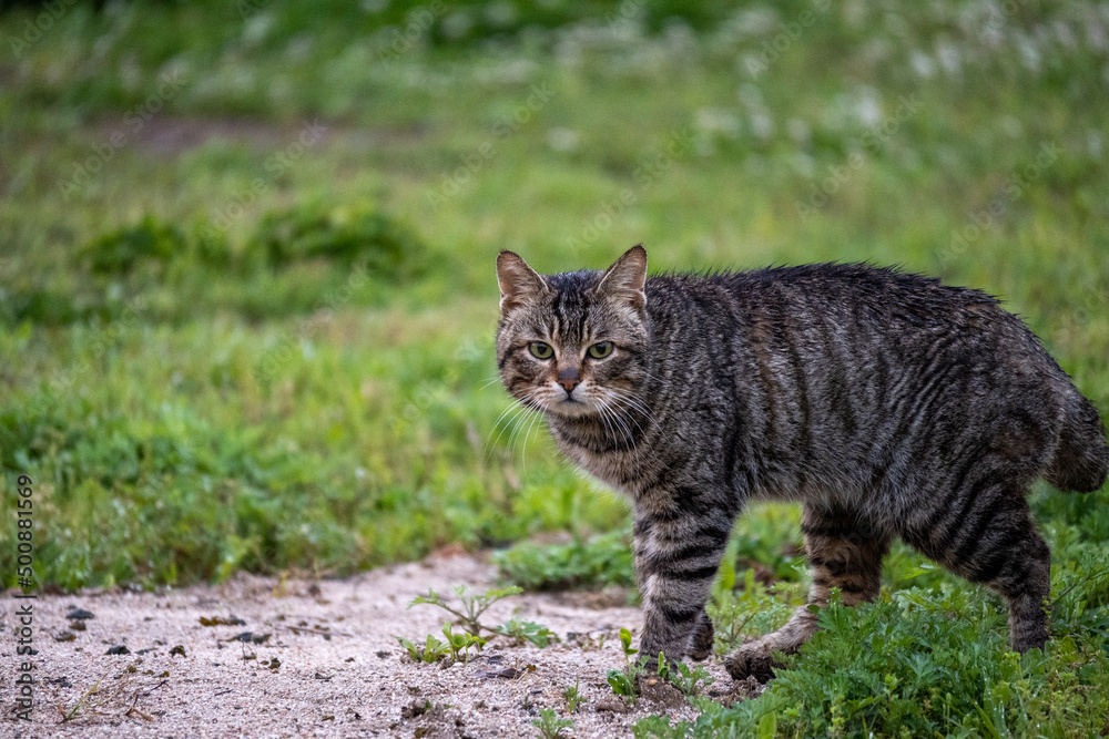 山猫