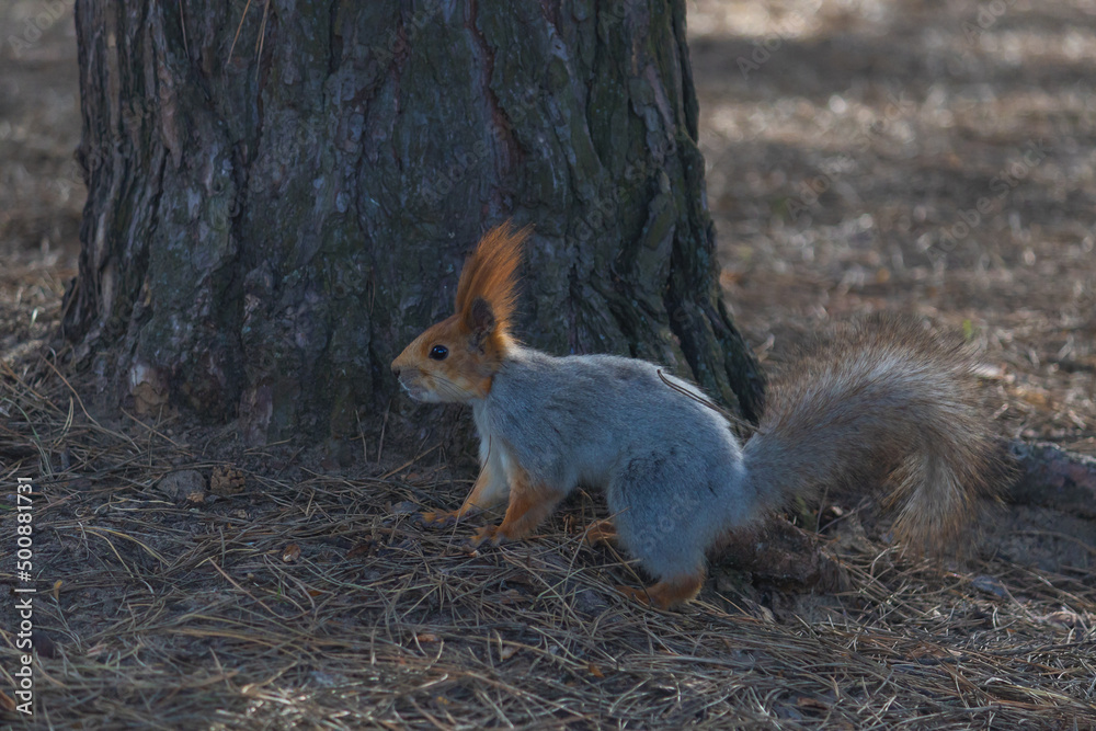 Fototapeta premium A beautiful young squirrel runs through the forest. Close-up of a squirrel. selective focus. Wild squirrel. City Park