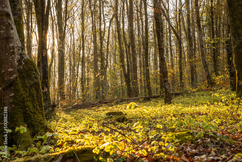 Minwear Woods woodland walk in Pembrokeshire  Wales