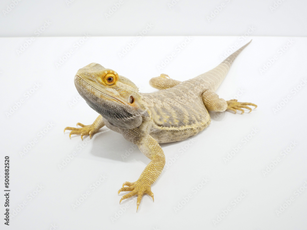 Fototapeta premium 顎の下を黒くして威嚇しているフトアゴヒゲトカゲ