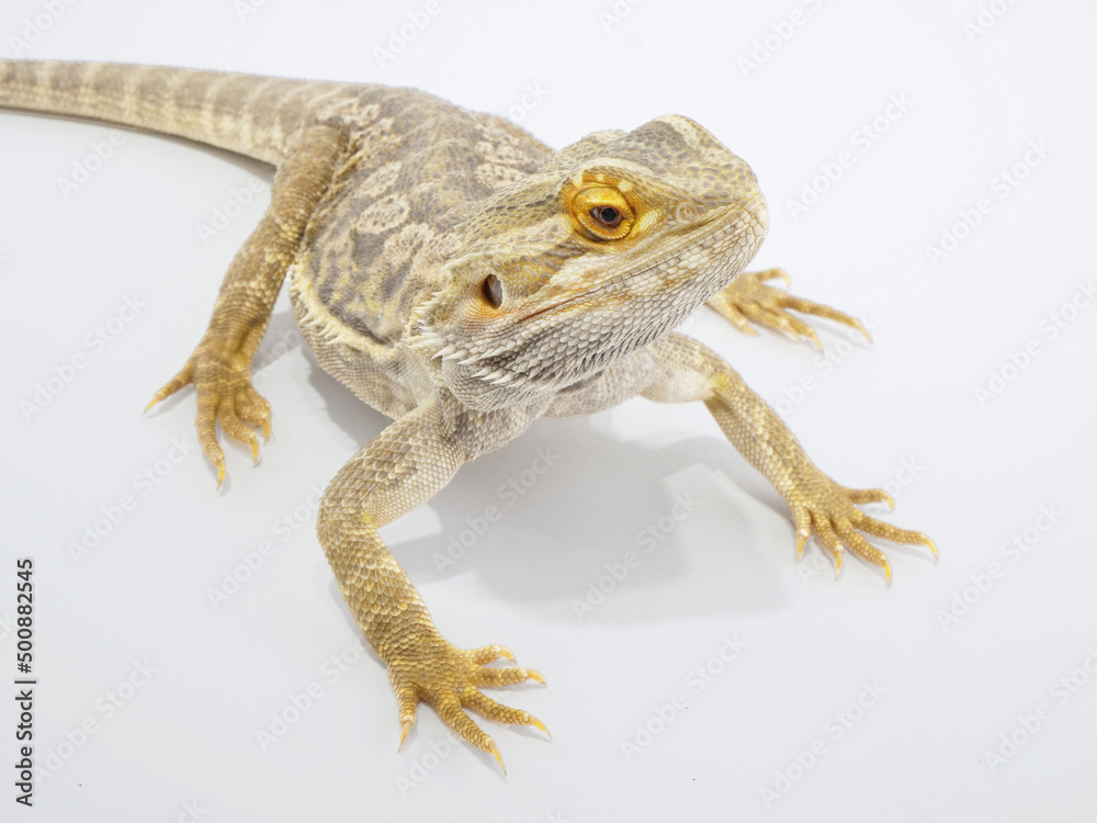 Naklejka premium 黄色っぽい色合いのフトアゴヒゲトカゲ