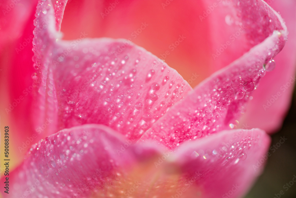Nahaufnahme einer Tulpe Nahaufnahme einer Tulpe