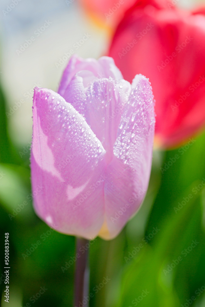 Nahaufnahme einer Tulpe