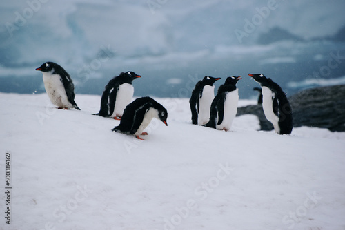 close-up of group of Gentoo penguins at Petermann Island, Antarctica