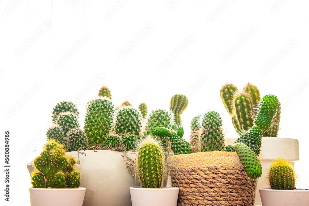 cactus thorny succulent plant home plant evergreen indoor flower in a flower pot on the table copy space flora background