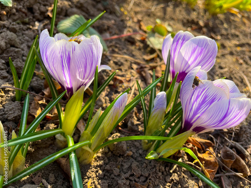 spring crocus flowers