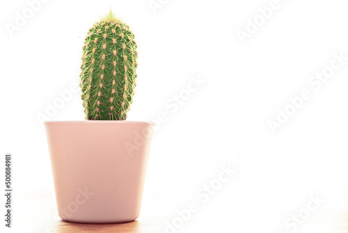 cactus thorny succulent plant home plant evergreen indoor flower in a flower pot on the table copy space flora background
