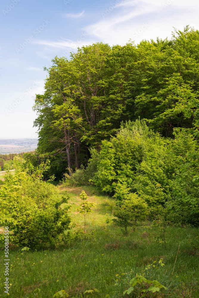 Beautiful European green landscape at the edge of the forest Beautiful European green landscape at the edge of the forest